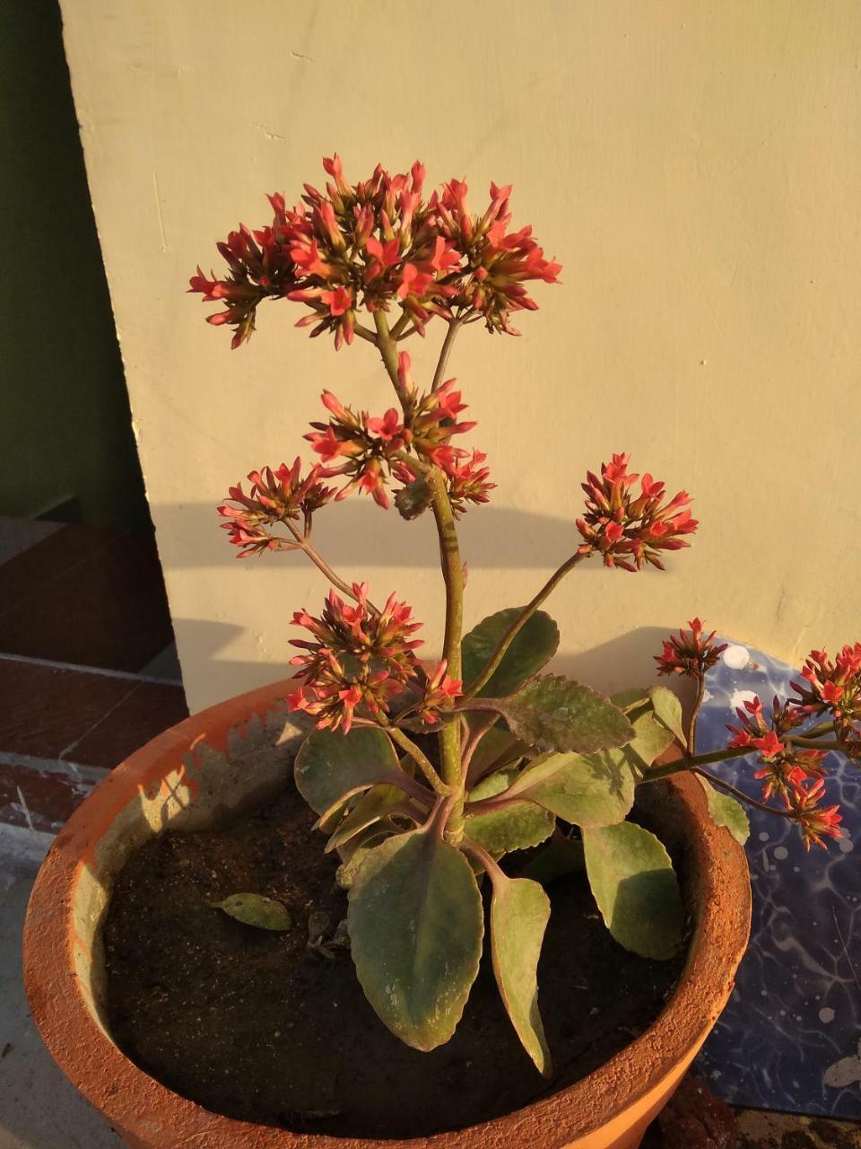 Shree Ram Homestay Orchha Extérieur photo